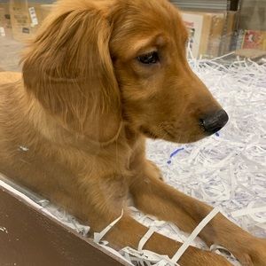 Meet your Posher, Caroline